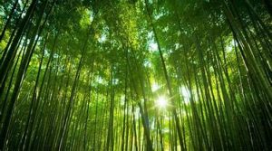 bambo Tree